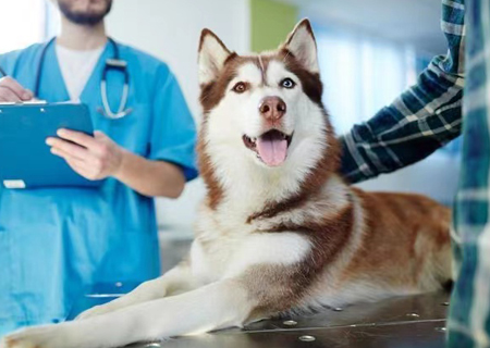 寵物醫院—犬內科