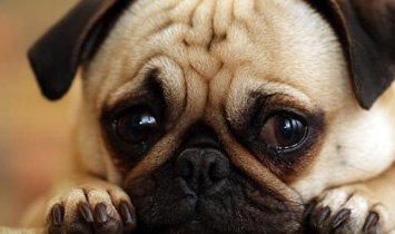 烟台宠物医院介绍狗狗感冒生病了怎么办？